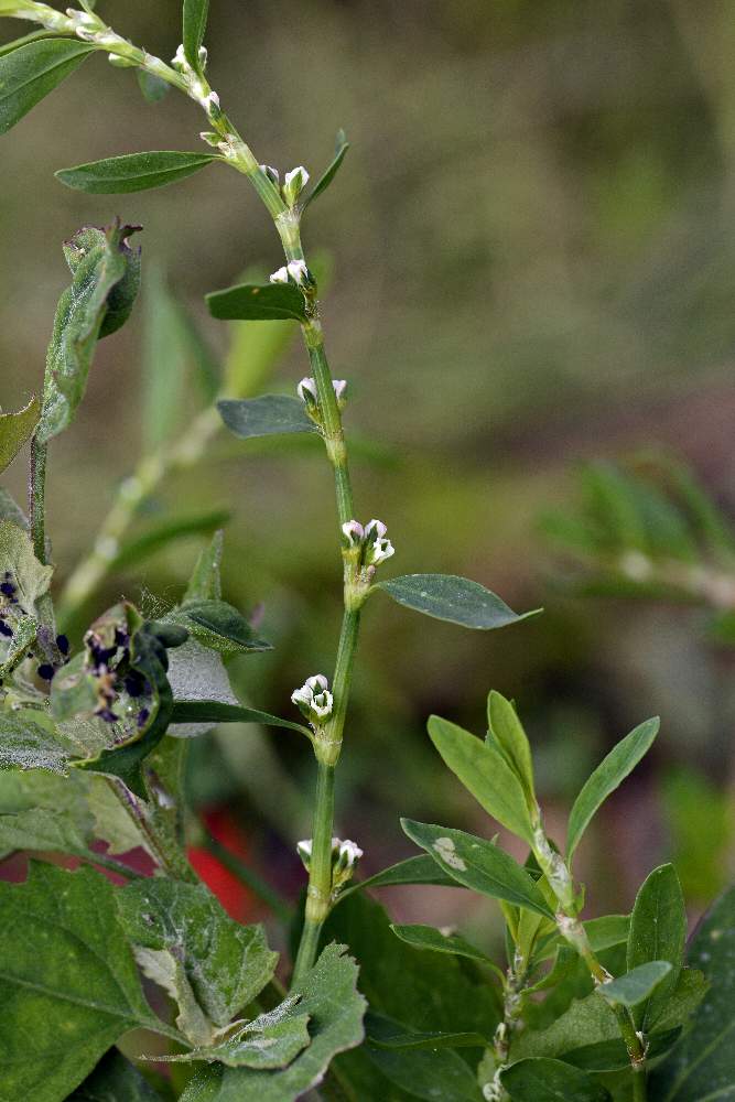 Polygonum aviculare ?
